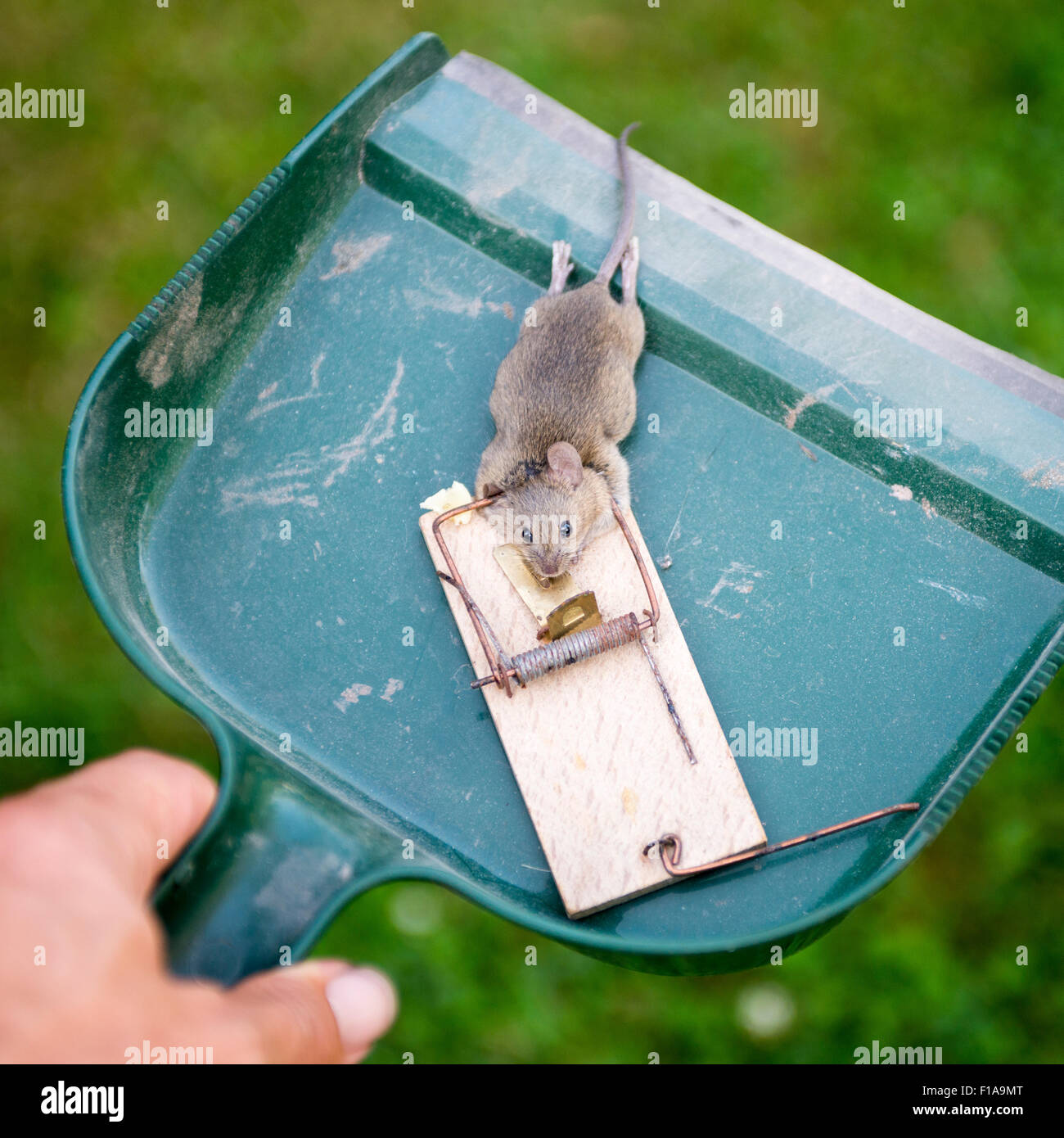 https://c8.alamy.com/comp/F1A9MT/dead-animal-mouse-in-trap-lying-on-green-grass-lawn-garden-park-outside-F1A9MT.jpg