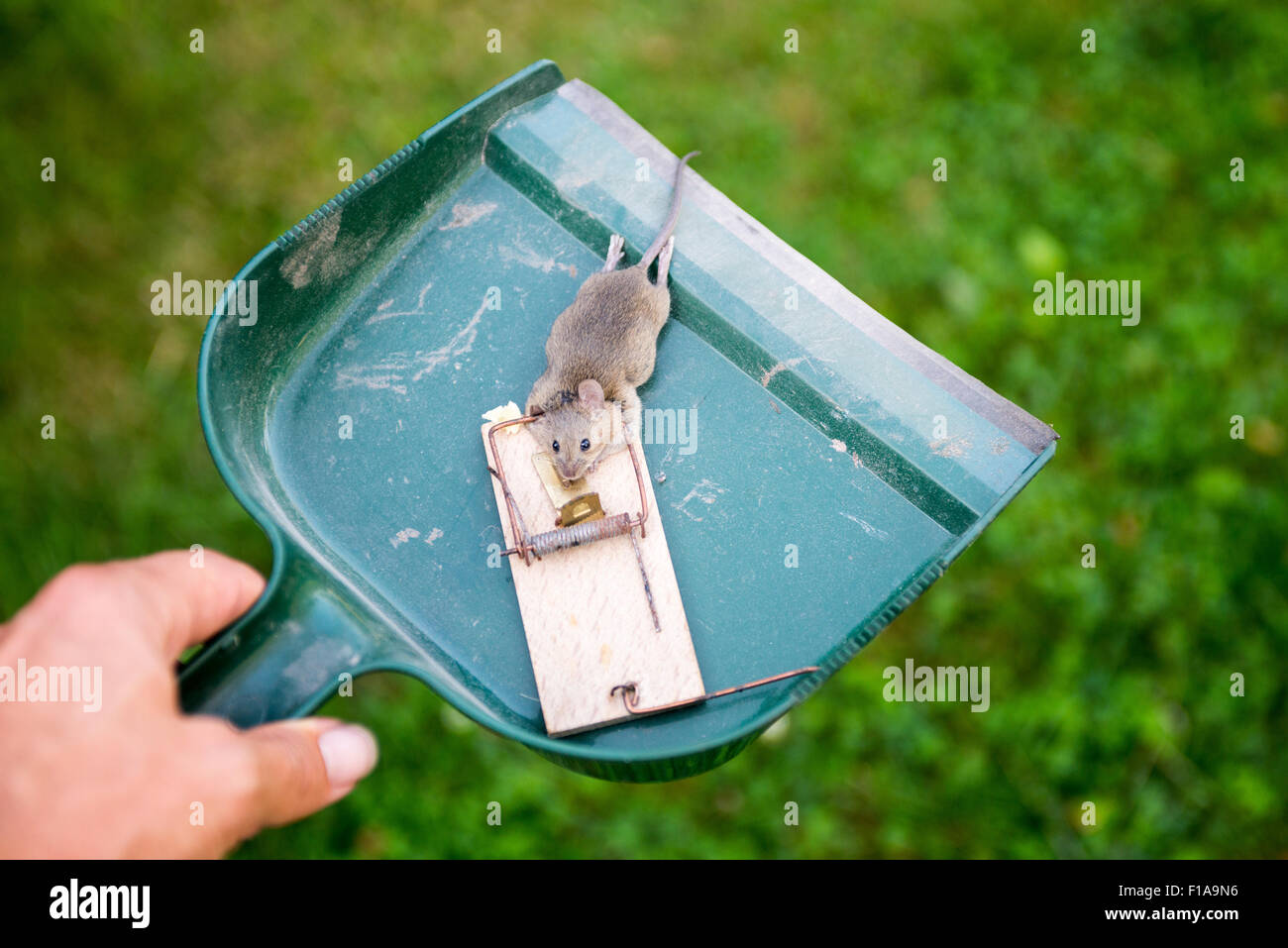 https://c8.alamy.com/comp/F1A9N6/dead-animal-mouse-in-trap-lying-on-green-grass-lawn-garden-park-outside-F1A9N6.jpg