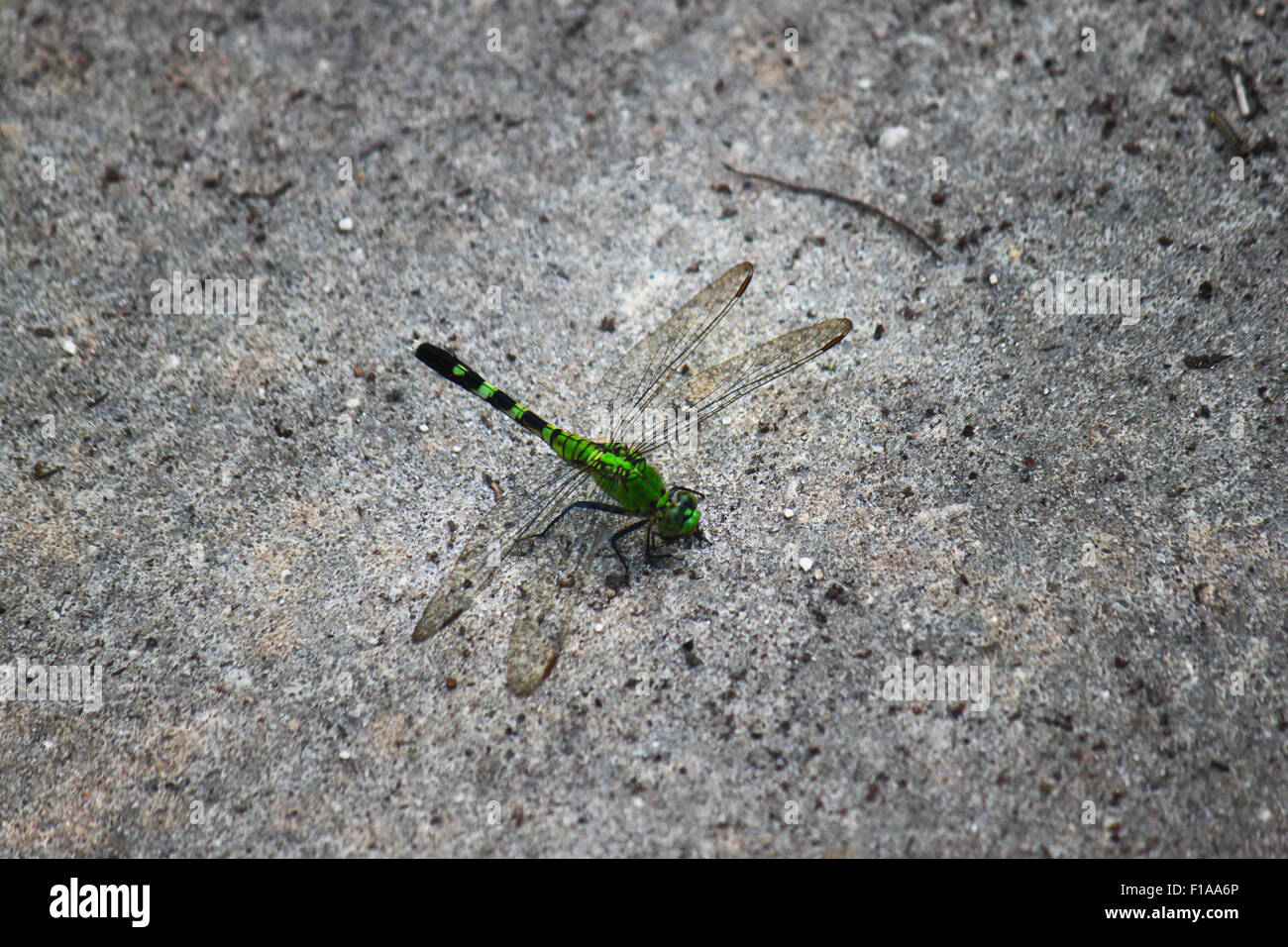 Green dragonfly in the street Stock Photo - Alamy