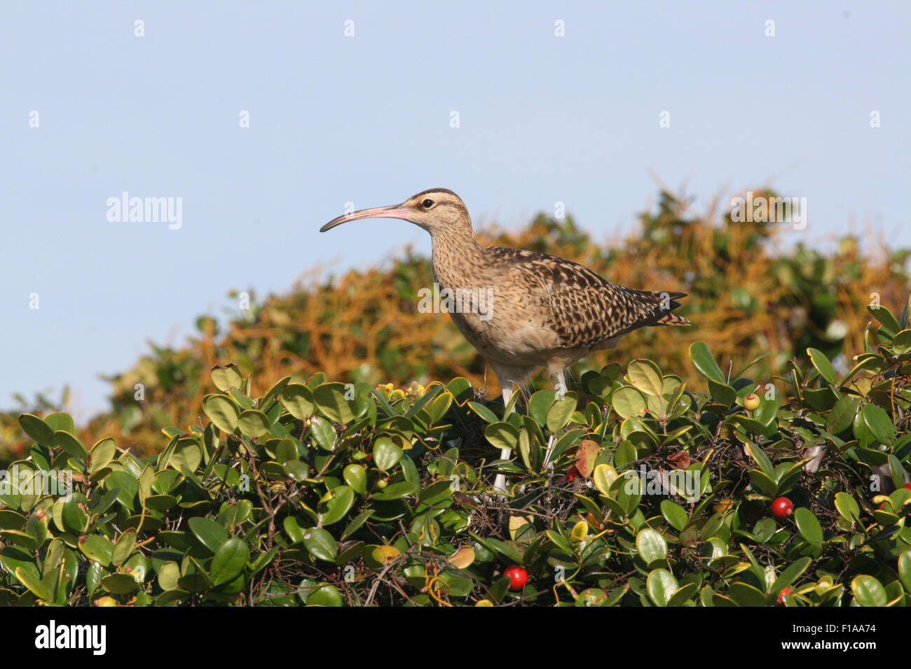 Bristle-thighed curlew feeding on the red berries of Eugenia reinwardtiana, Henderson Island, South Pacific Stock Photo