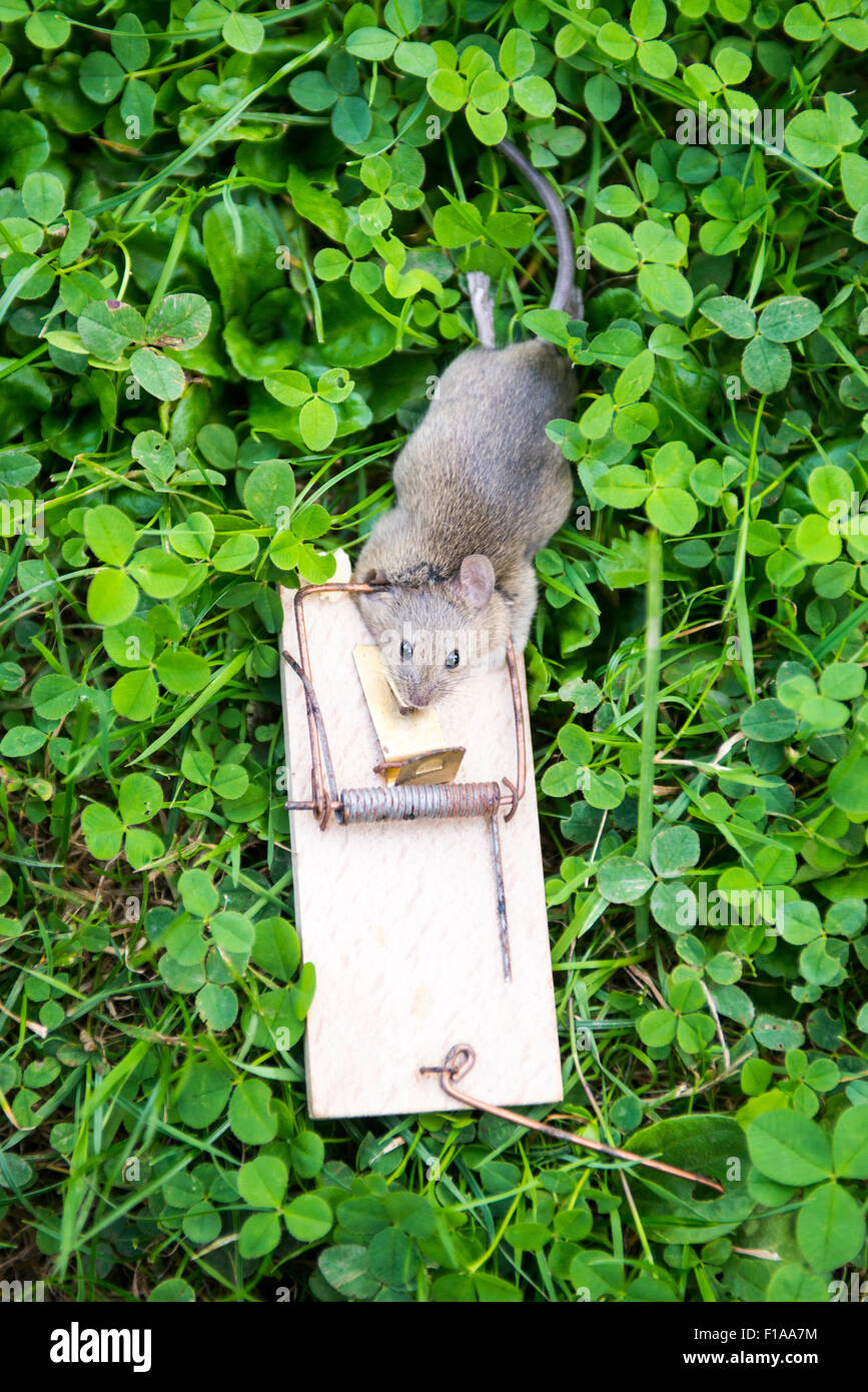 Dead animal mouse in trap, lying on green grass lawn, garden, park, outside,  backyard, summer Stock Photo - Alamy