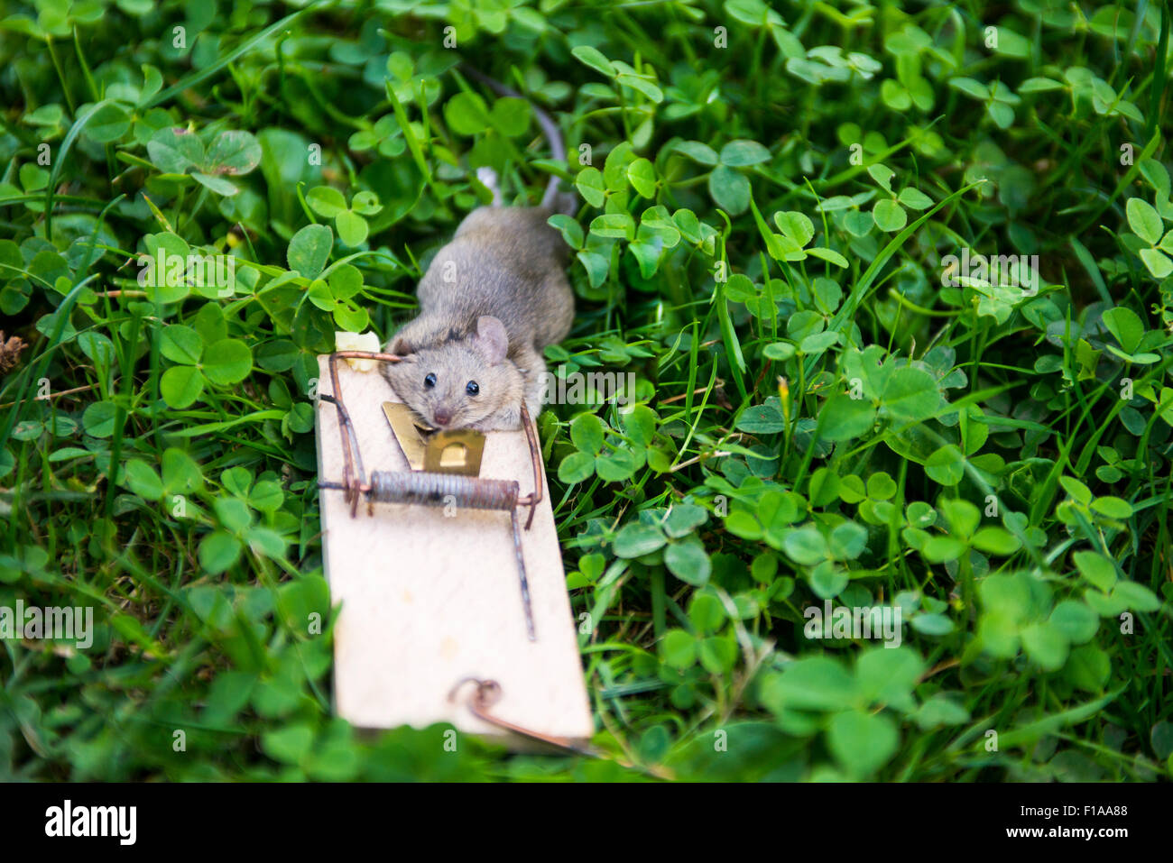 Dead animal mouse in trap, lying on green grass lawn, garden, park
