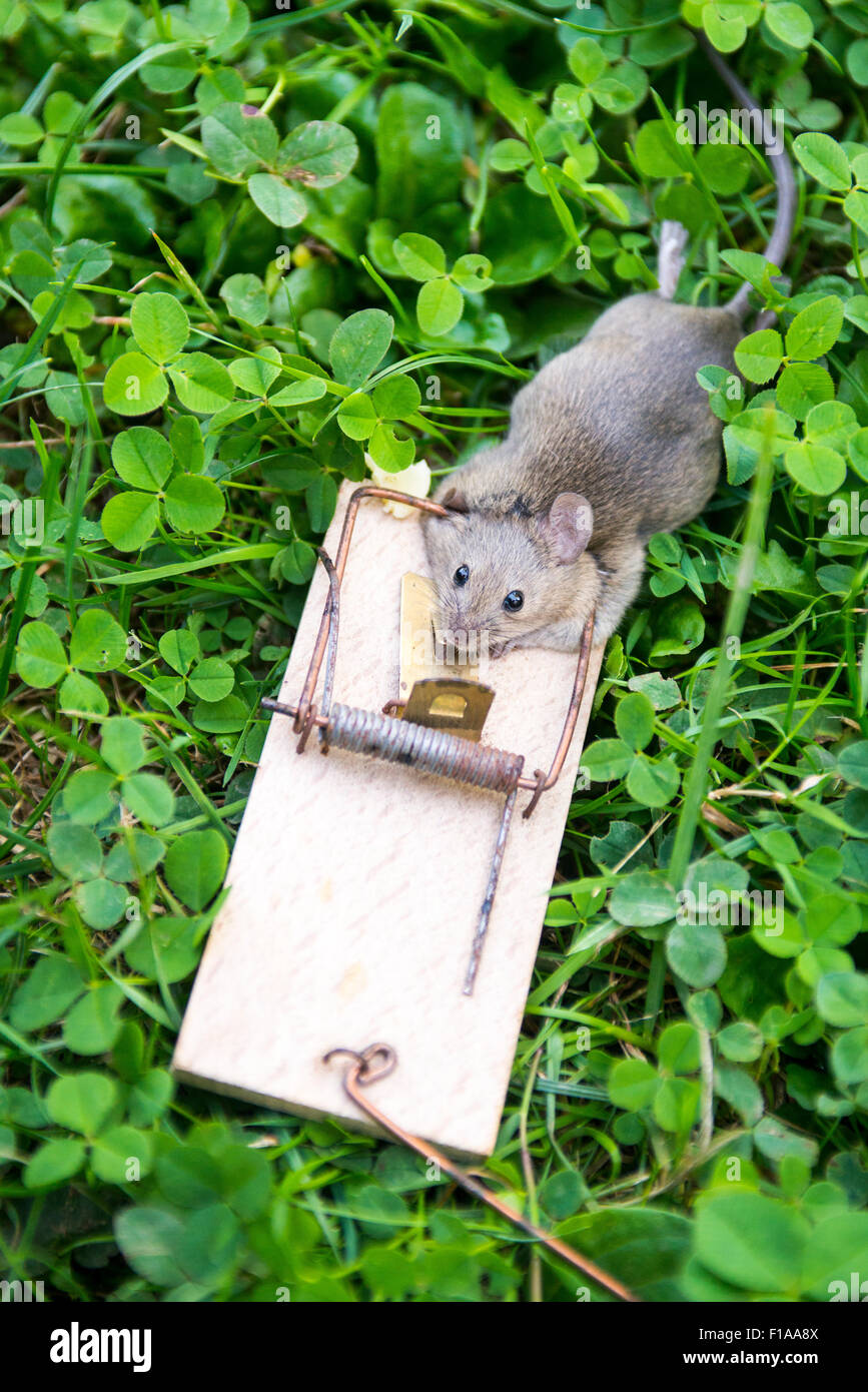 outside mouse traps