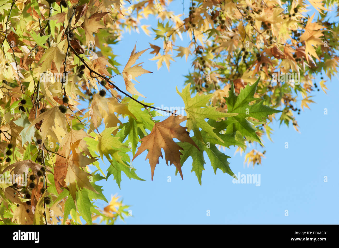Leaves displaying the colours of autumn against a blue sky Stock Photo ...