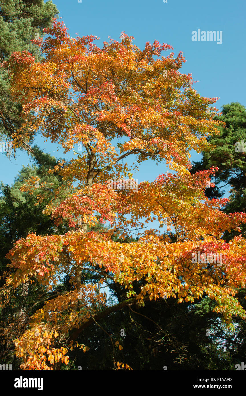 Trees displaying the colours of autumn against a blue sky Stock Photo ...