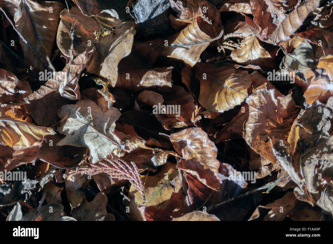 Autumnal leaves lying on the ground Stock Photo - Alamy