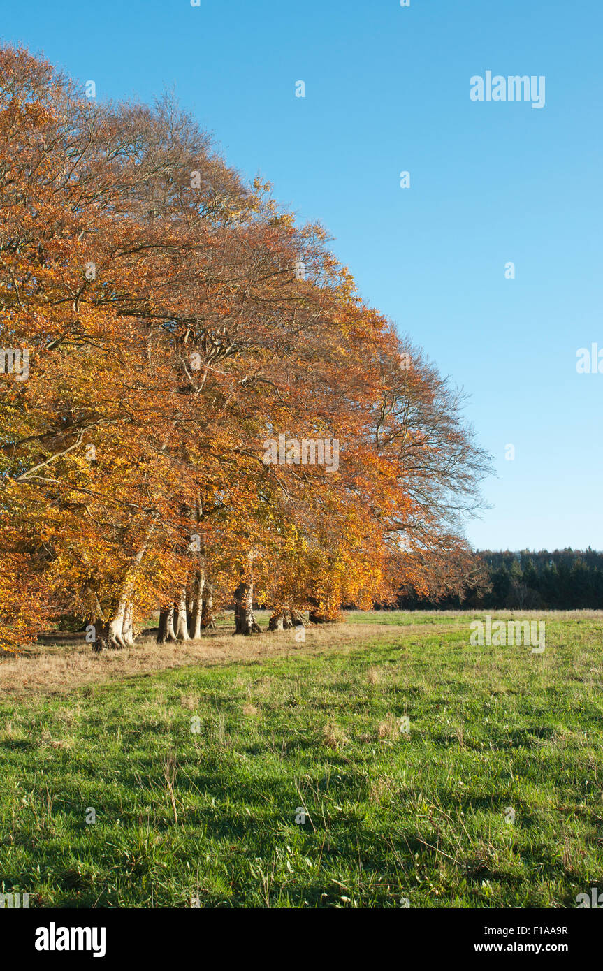 Trees displaying the colours of autumn against a blue sky Stock Photo ...