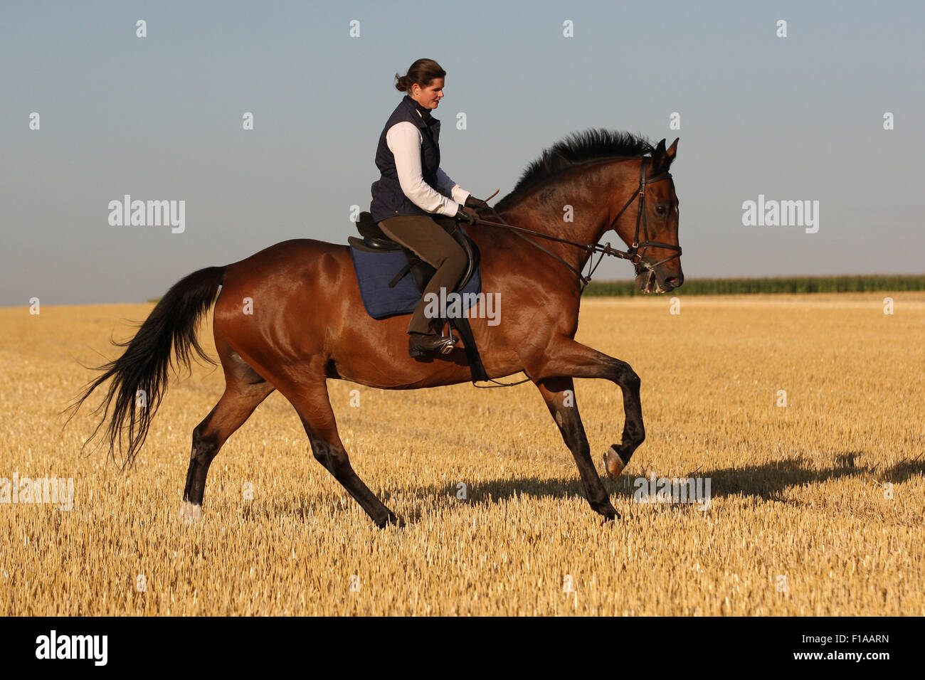 Horse riding cornfield hires stock photography and images Alamy