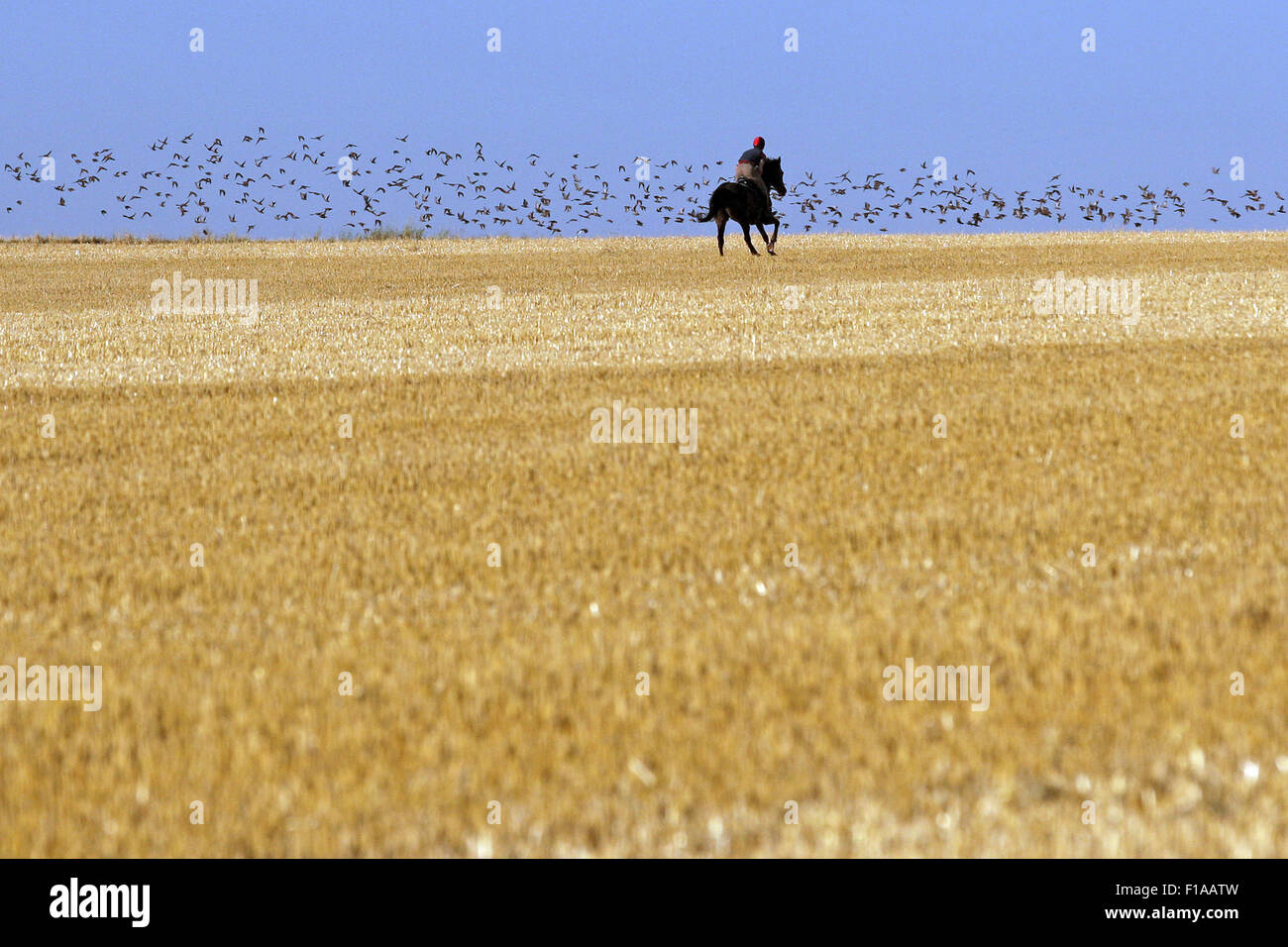 Ingelheim, Germany, boy rides on his horse galloping over a mown field Stock Photo