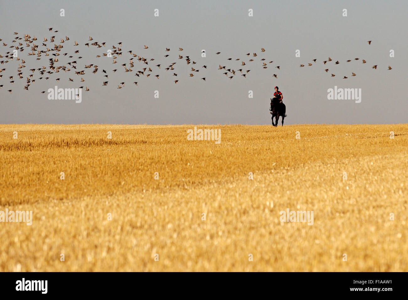 Ingelheim, Germany, boy rides on his horse galloping over a mown field Stock Photo