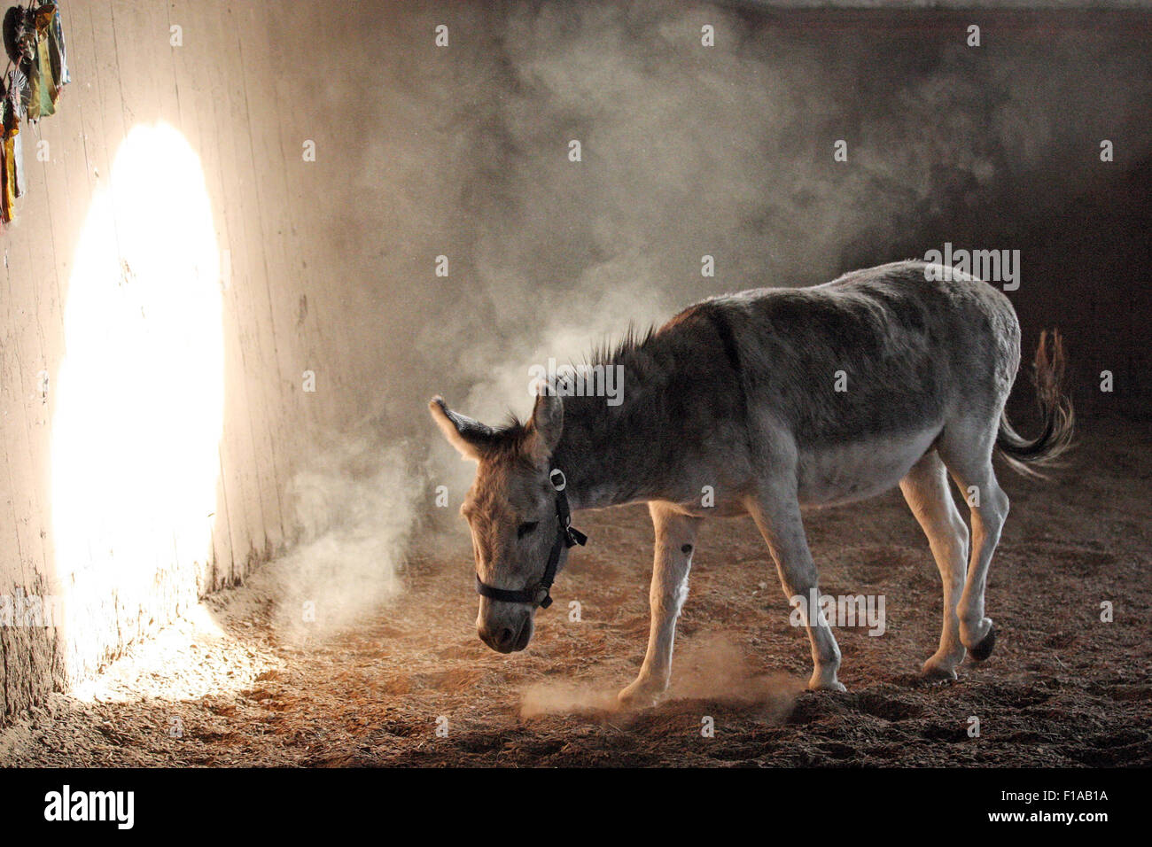 Ingelheim, Germany, donkey pawing in an indoor riding arena in the sand Stock Photo