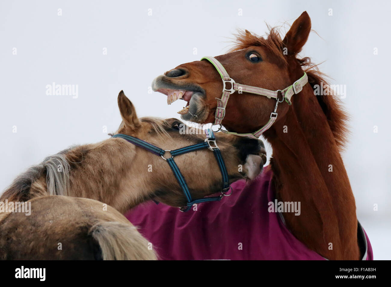 Koenigs Wusterhausen, Germany, horses challenge the hierarchy of Stock Photo