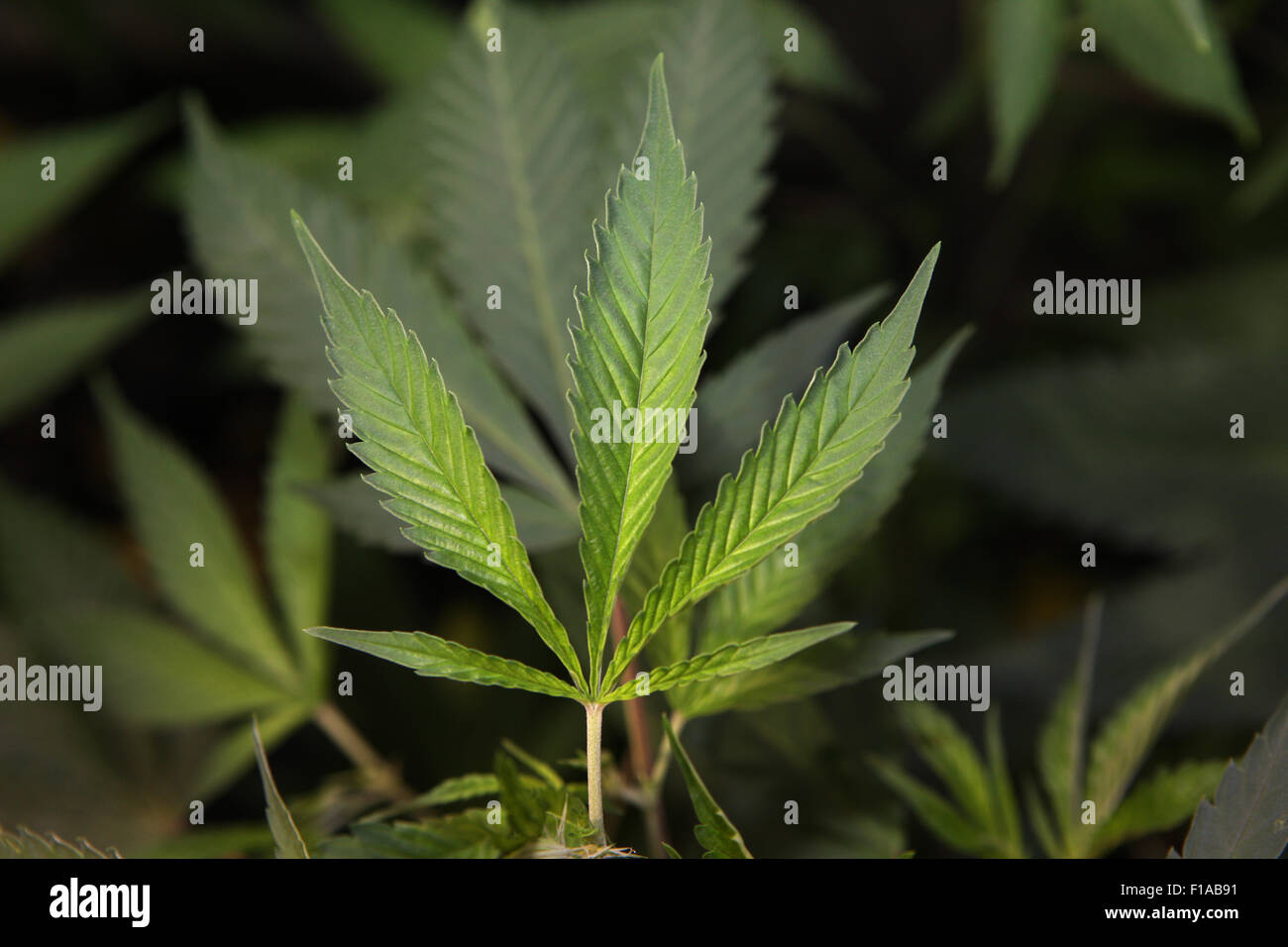 FOTOMONTAGE, Wegweiser Cannabis und Legalisierung mit Deutschlandfahne  Stock Photo - Alamy
