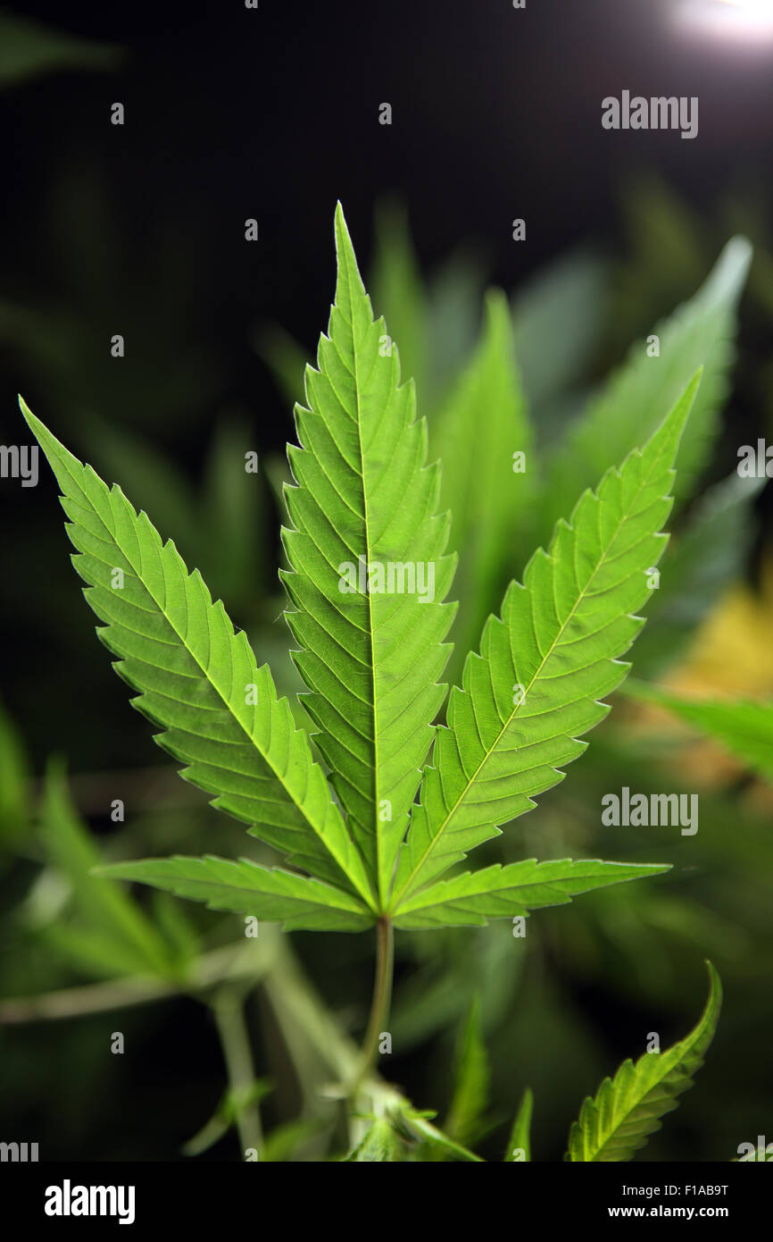 Wismar, Germany, Journal of Cannabis Plant Stock Photo