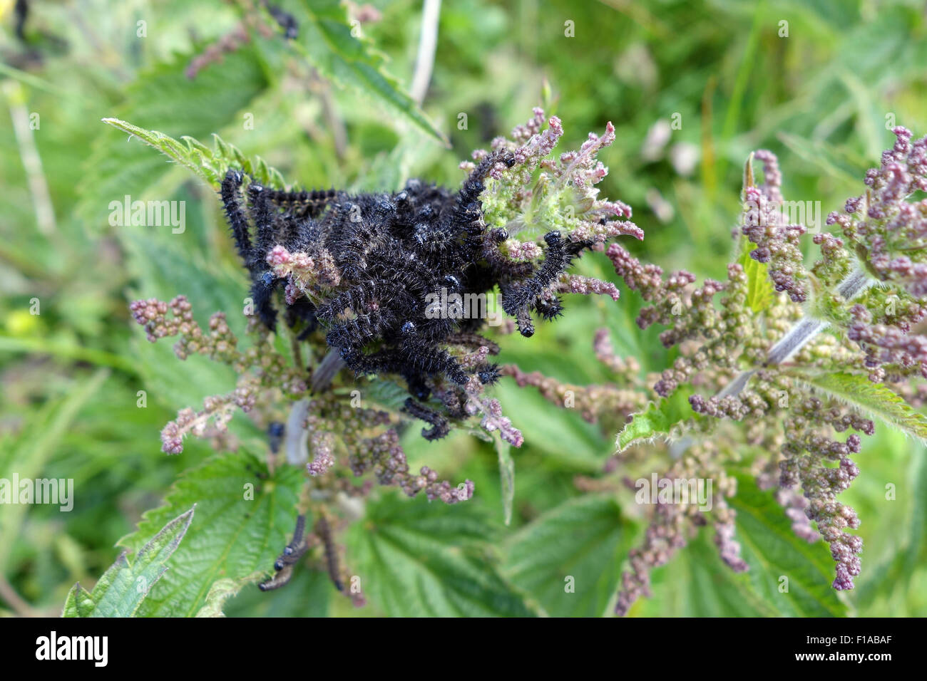 Obertraun, Austria, the peacock butterfly caterpillars Stock Photo