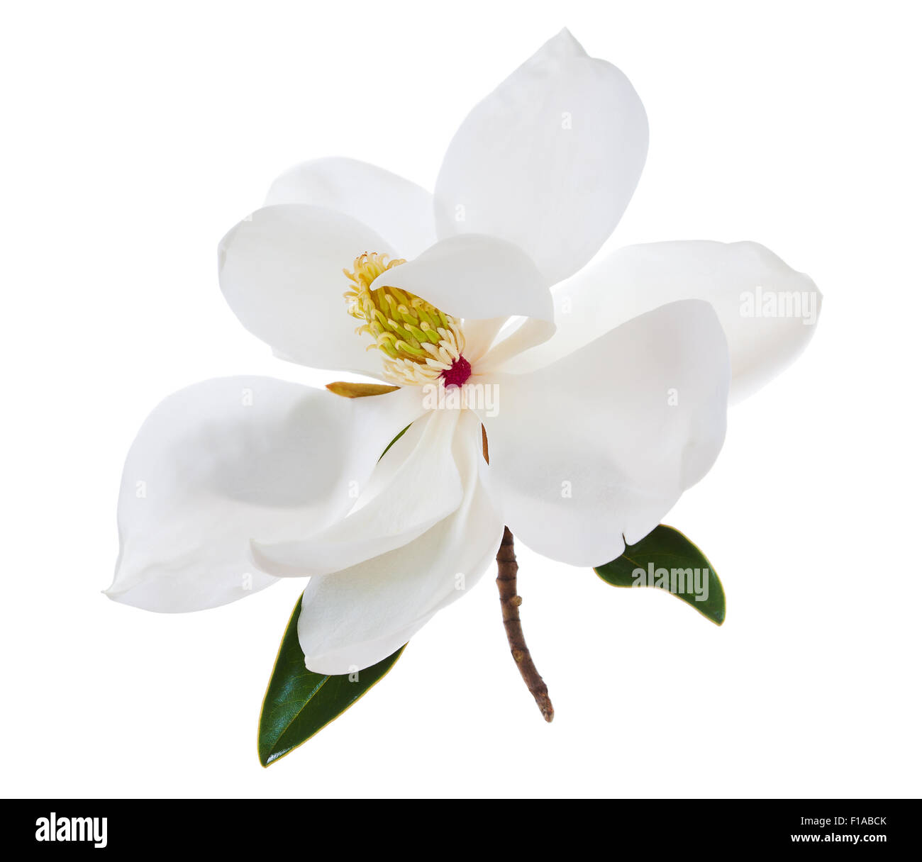 White Magnolia Blossom High Key Floral Stock Photo