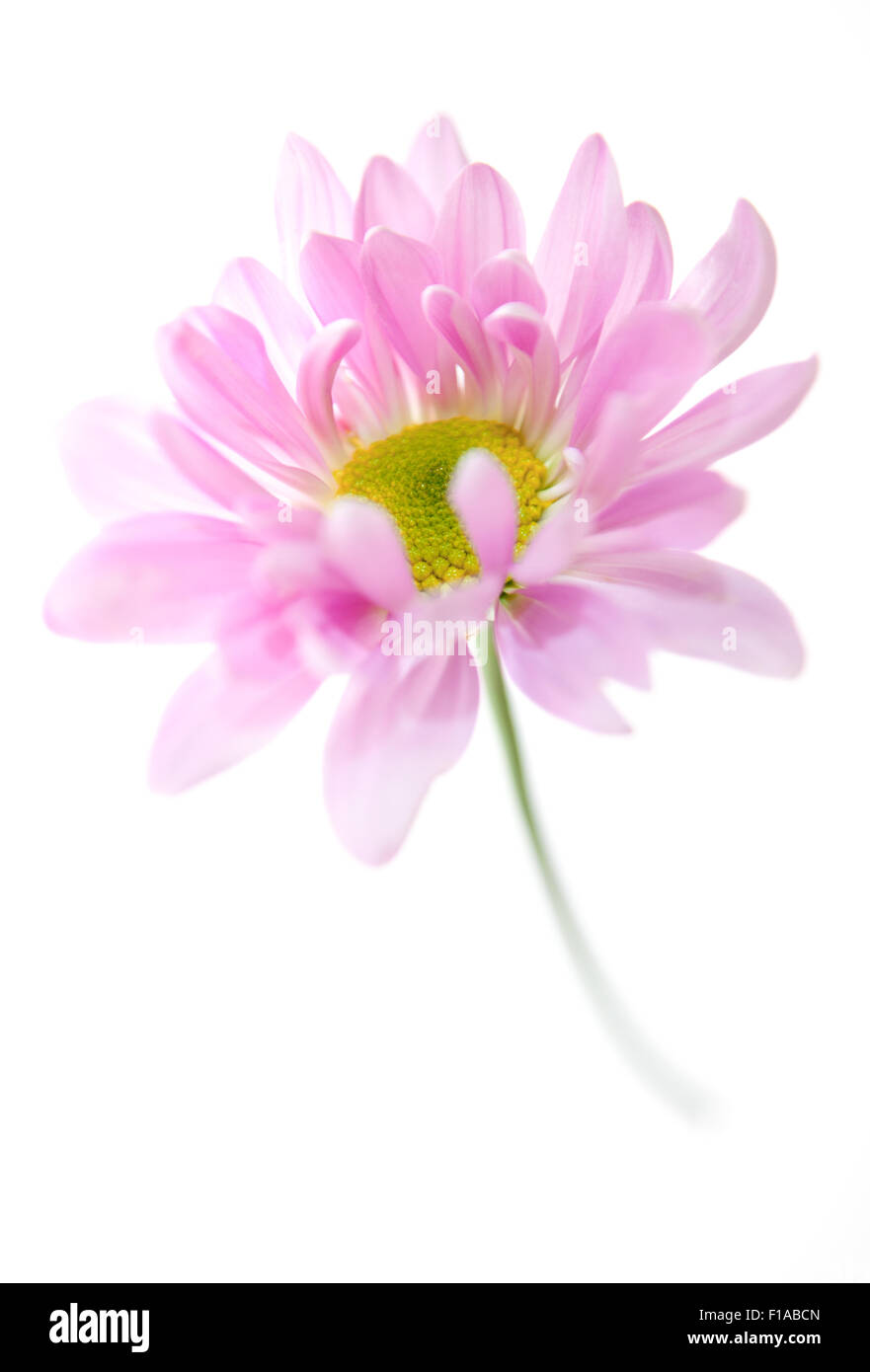Daisy Flower Pink Yellow Daisies Blossom Floral Flowers Isolated on White Stock Photo