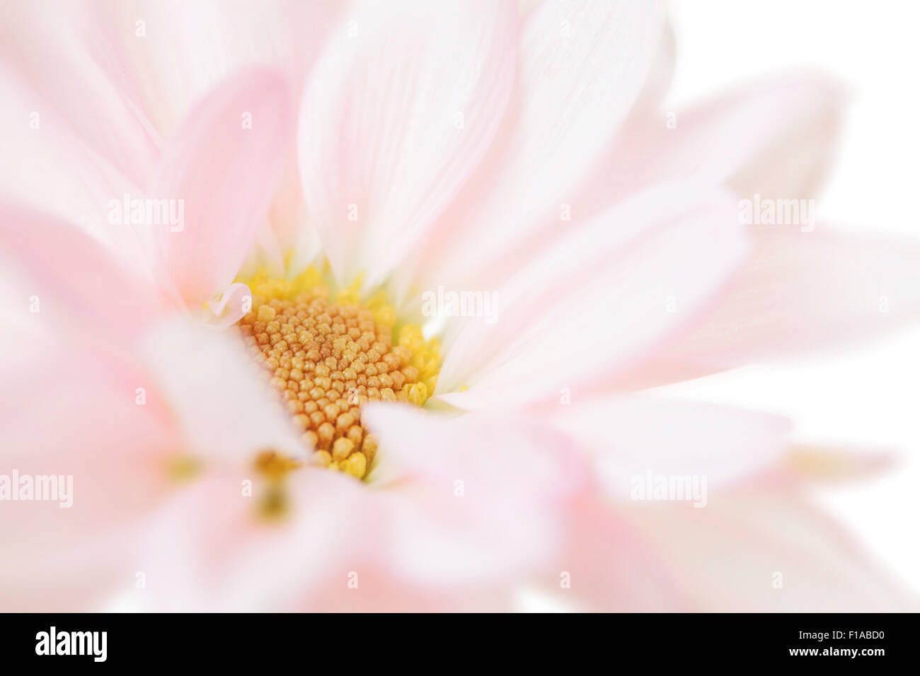 Daisy Flower White Yellow Daisies Blossom Floral Flowers Isolated Stock Photo