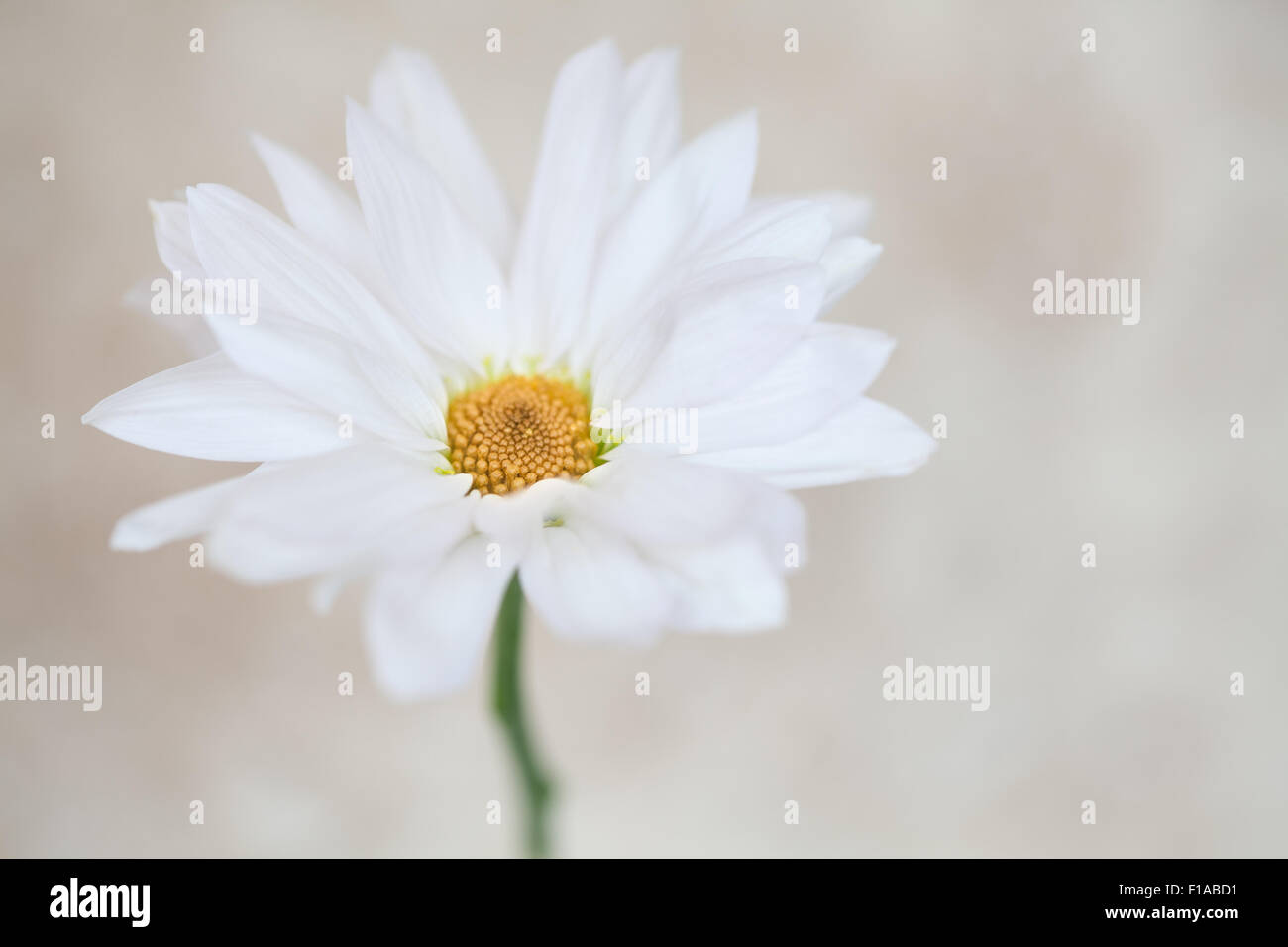 Daisy Flower White Yellow Daisies Blossom Floral Flowers Neutral Tan Watercolor Background Stock Photo