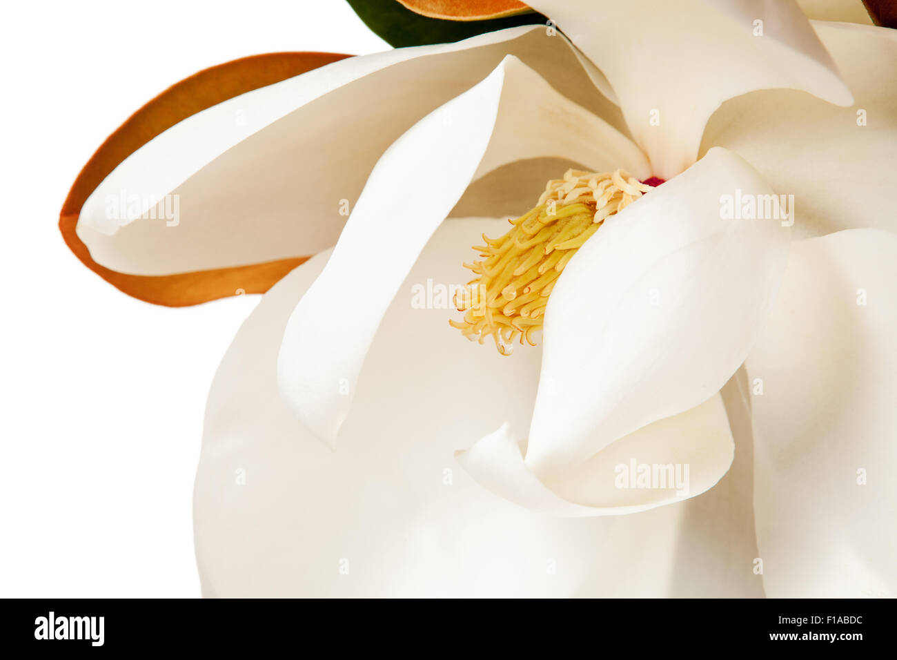 White magnolia flower hi-res stock photography and images - Alamy