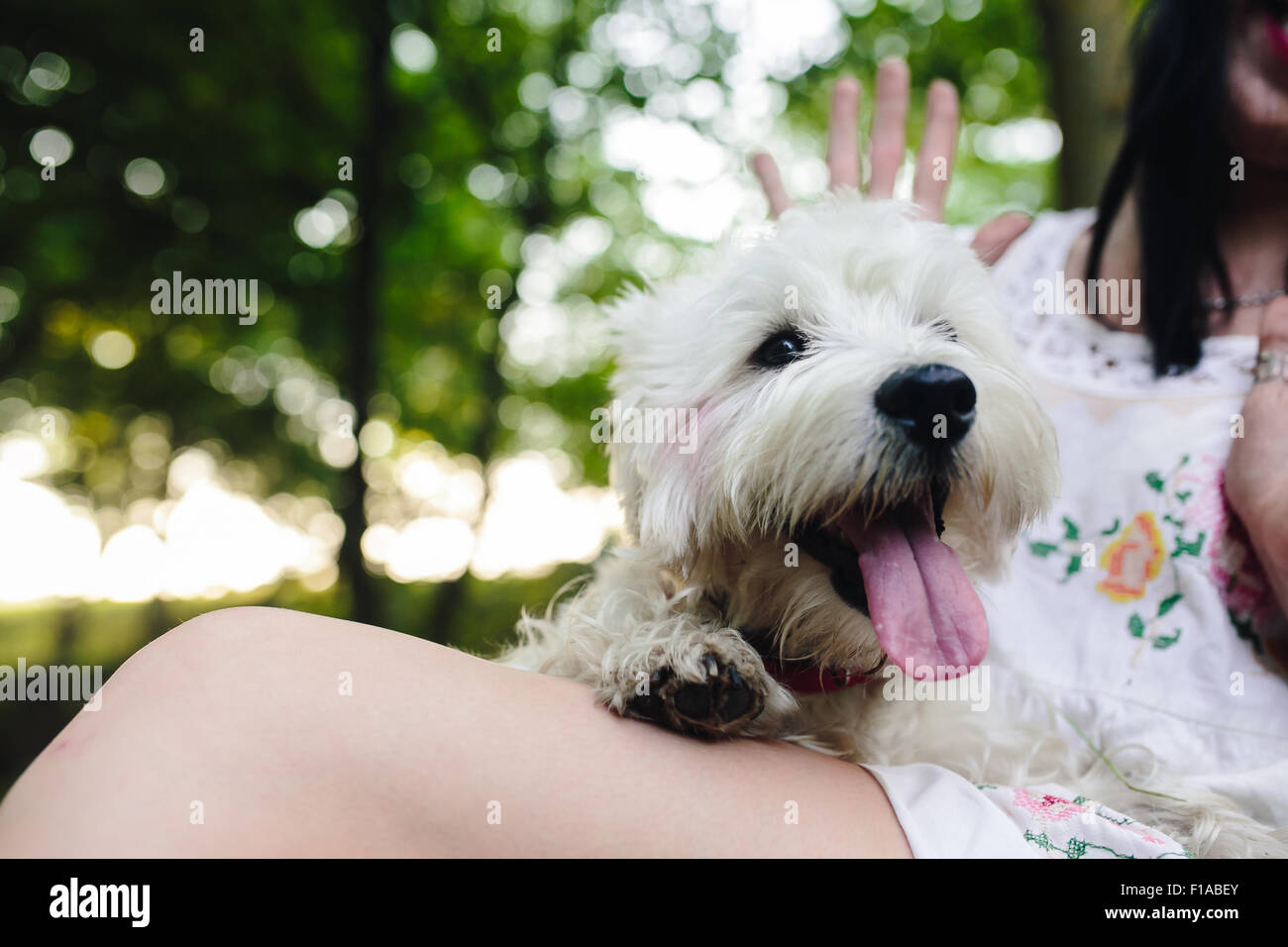 little dog with a girl Stock Photo - Alamy
