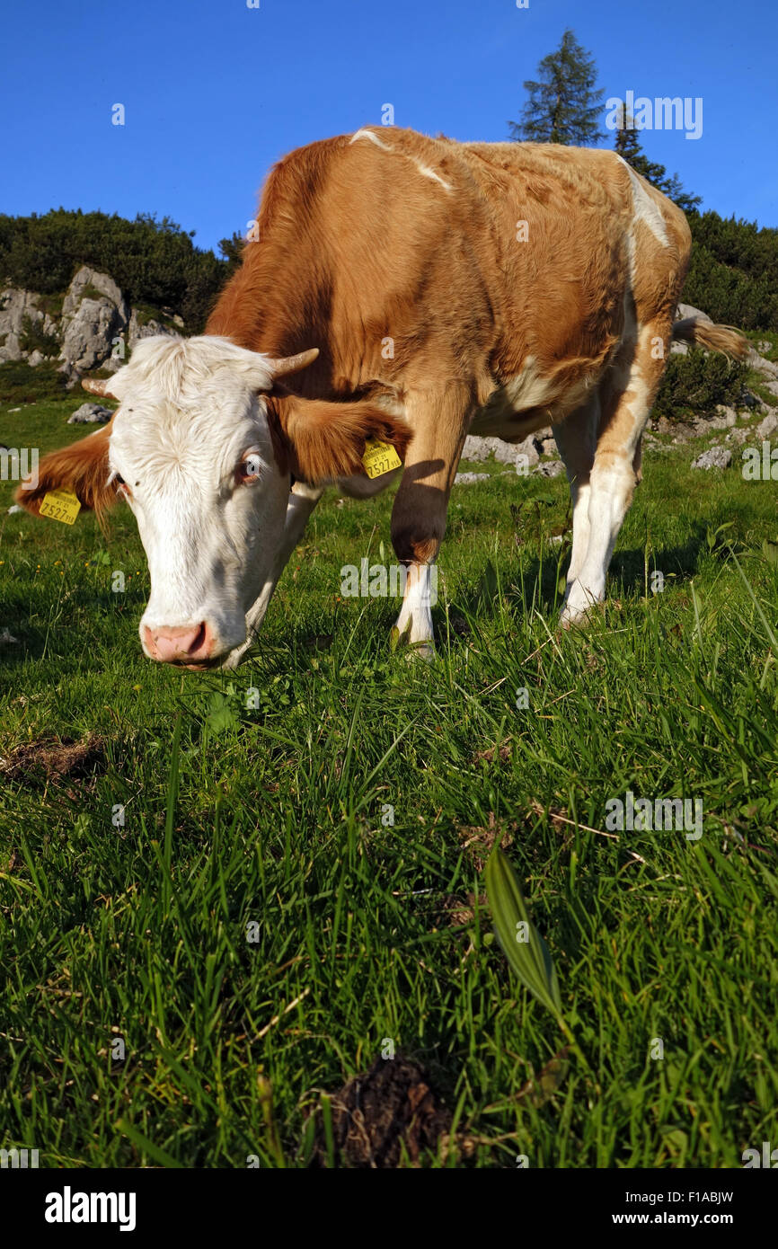 Obertraun, Austria, cow grazes in a pasture Stock Photo