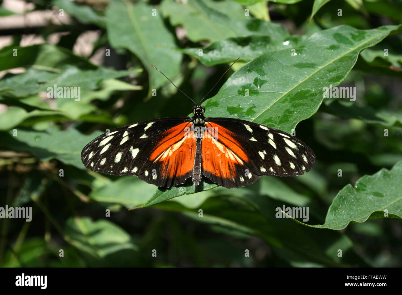 Butterfly - Golden Helicon Stock Photo