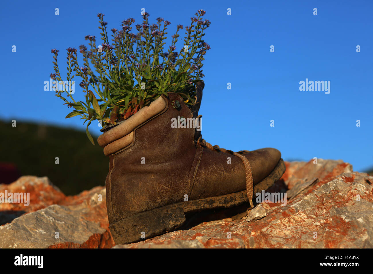 Obertraun, Austria, heather in a hiking boot Stock Photo