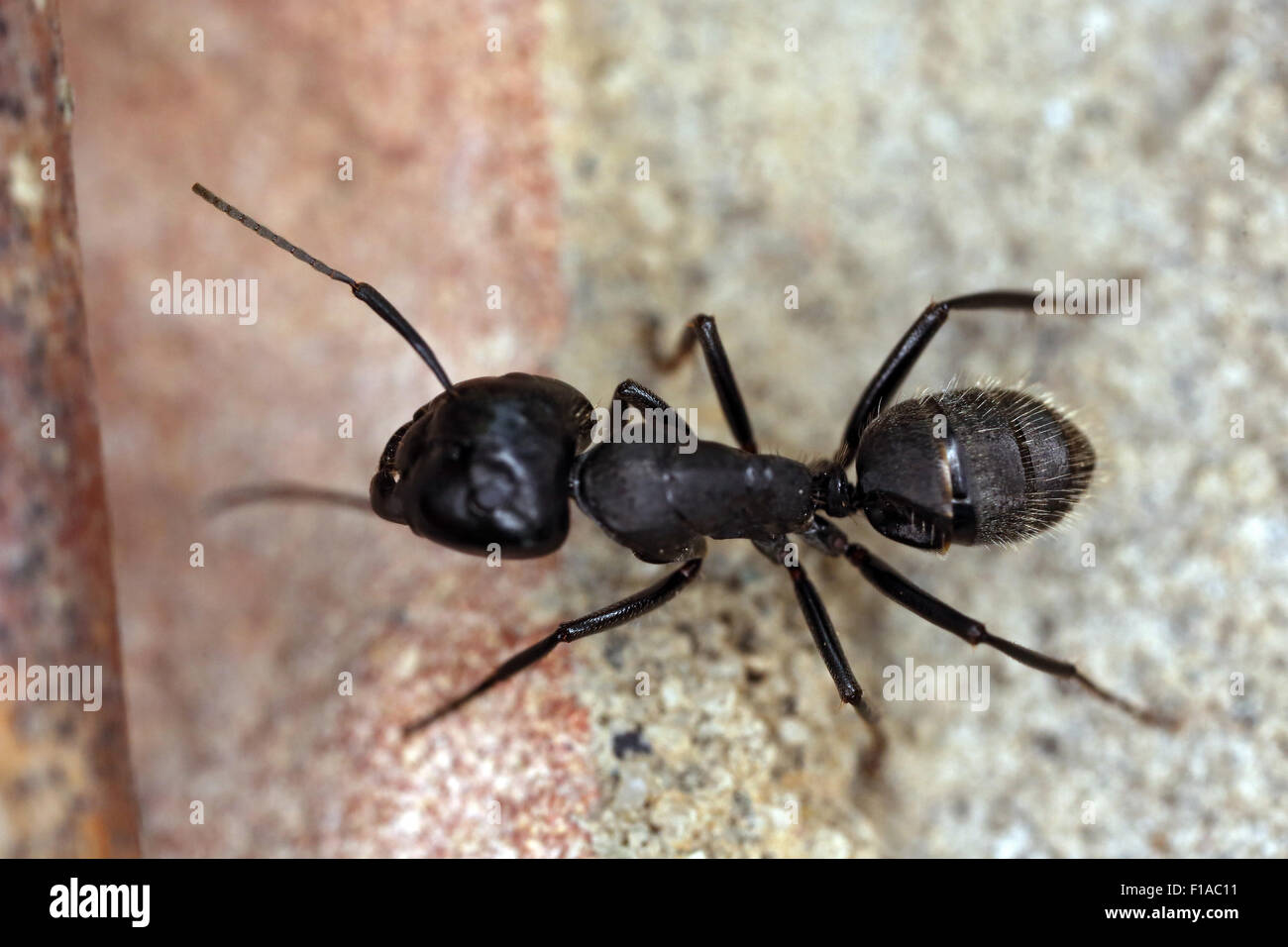 Suvereto, Italy, ant Stock Photo