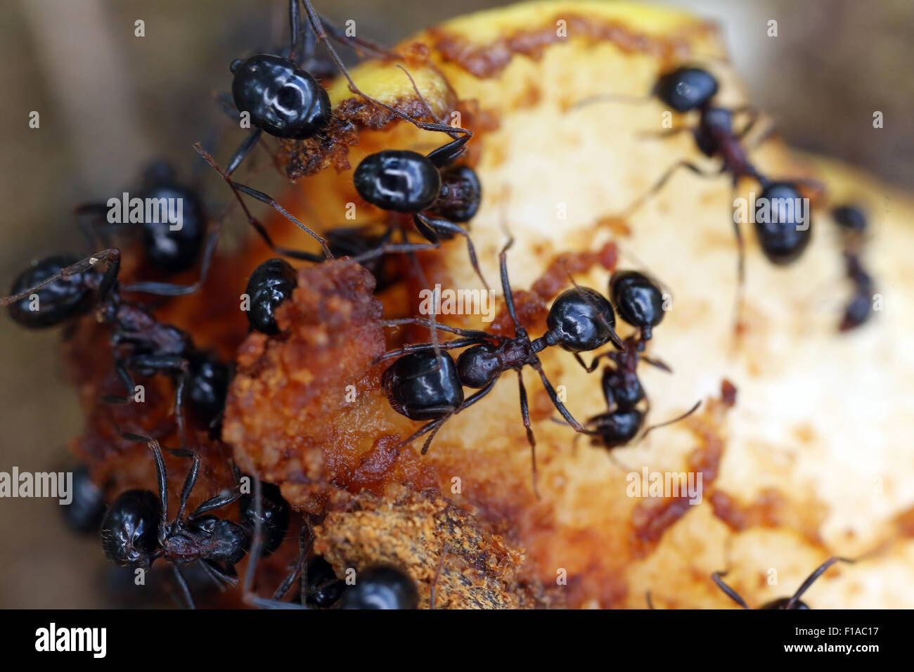 Suvereto, Italy, ants crawling over a Apfelstueck Stock Photo