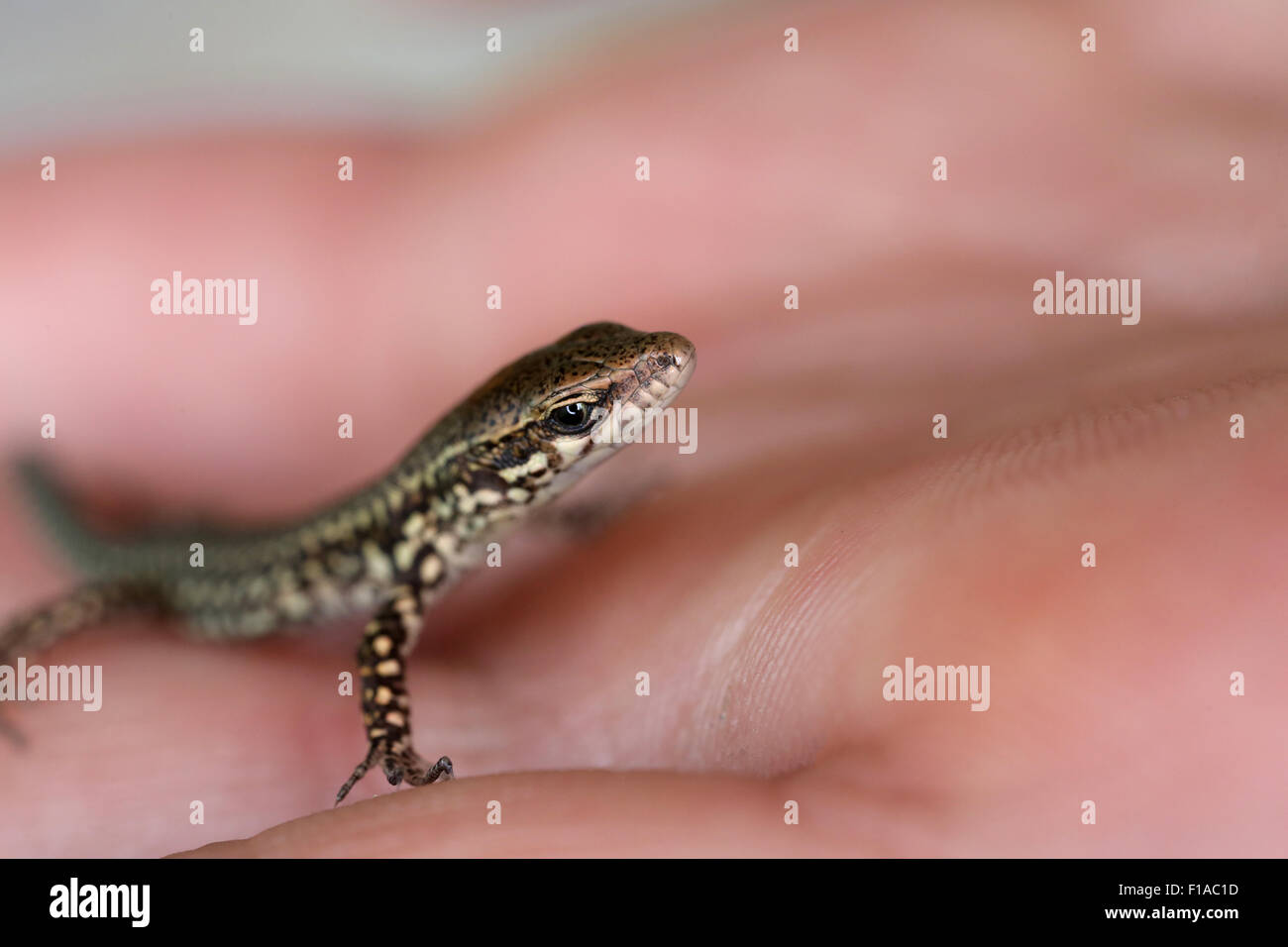 Suvereto, Italy, lizard on a hand Stock Photo