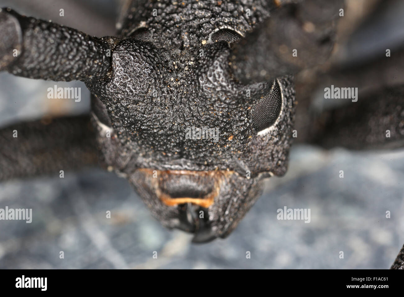 Manciano, Italy, head of a longhorn beetle Asian Hardwood Stock Photo