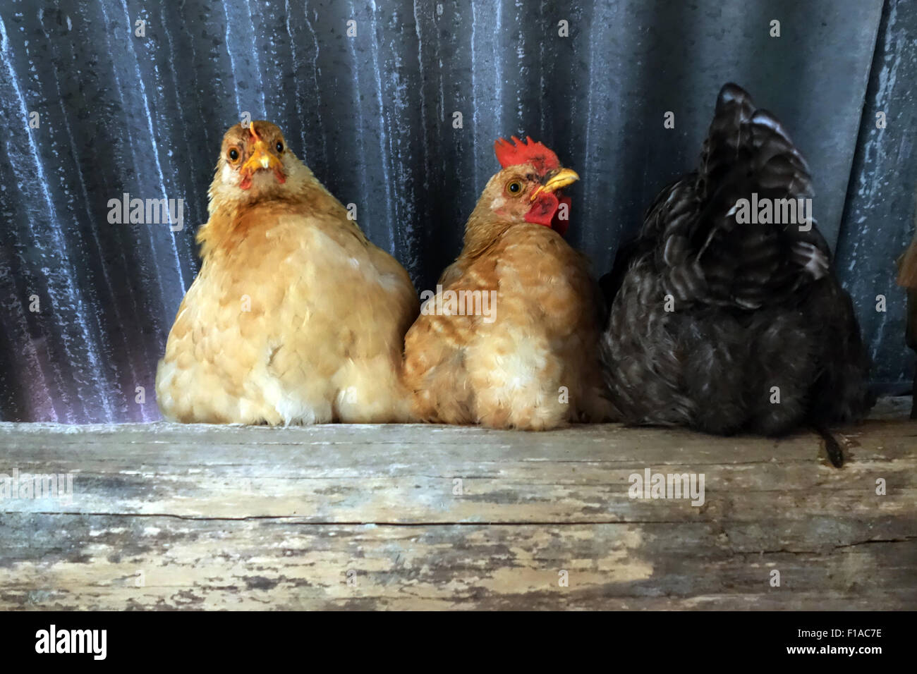 Torre Alfina, Italy, Haushuehner sit in the barn on their perch Stock Photo