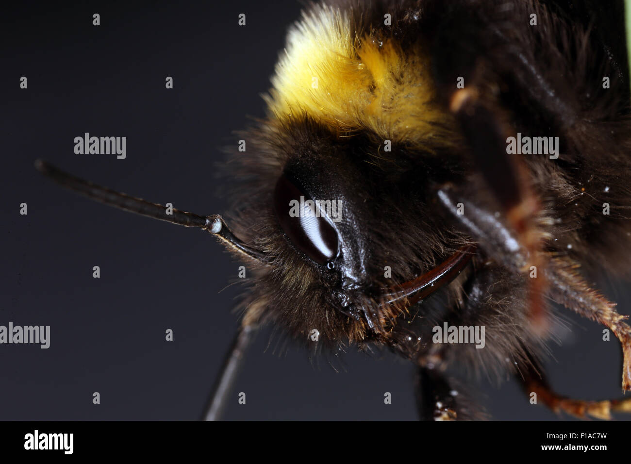 Torre Alfina, Italy Head of a bumblebee Stock Photo