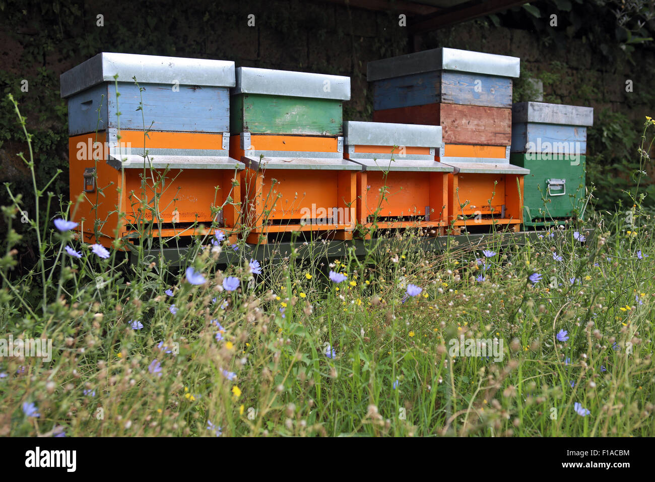 Castel Giorgio, Italy, hives on a flower meadow Stock Photo