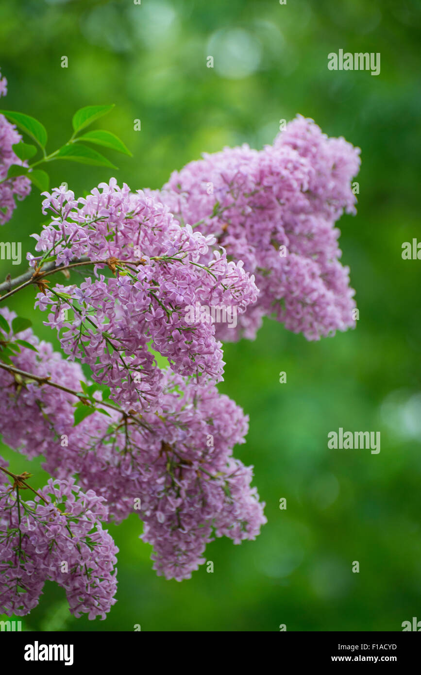 Pink Lilac Flowers Stock Photo