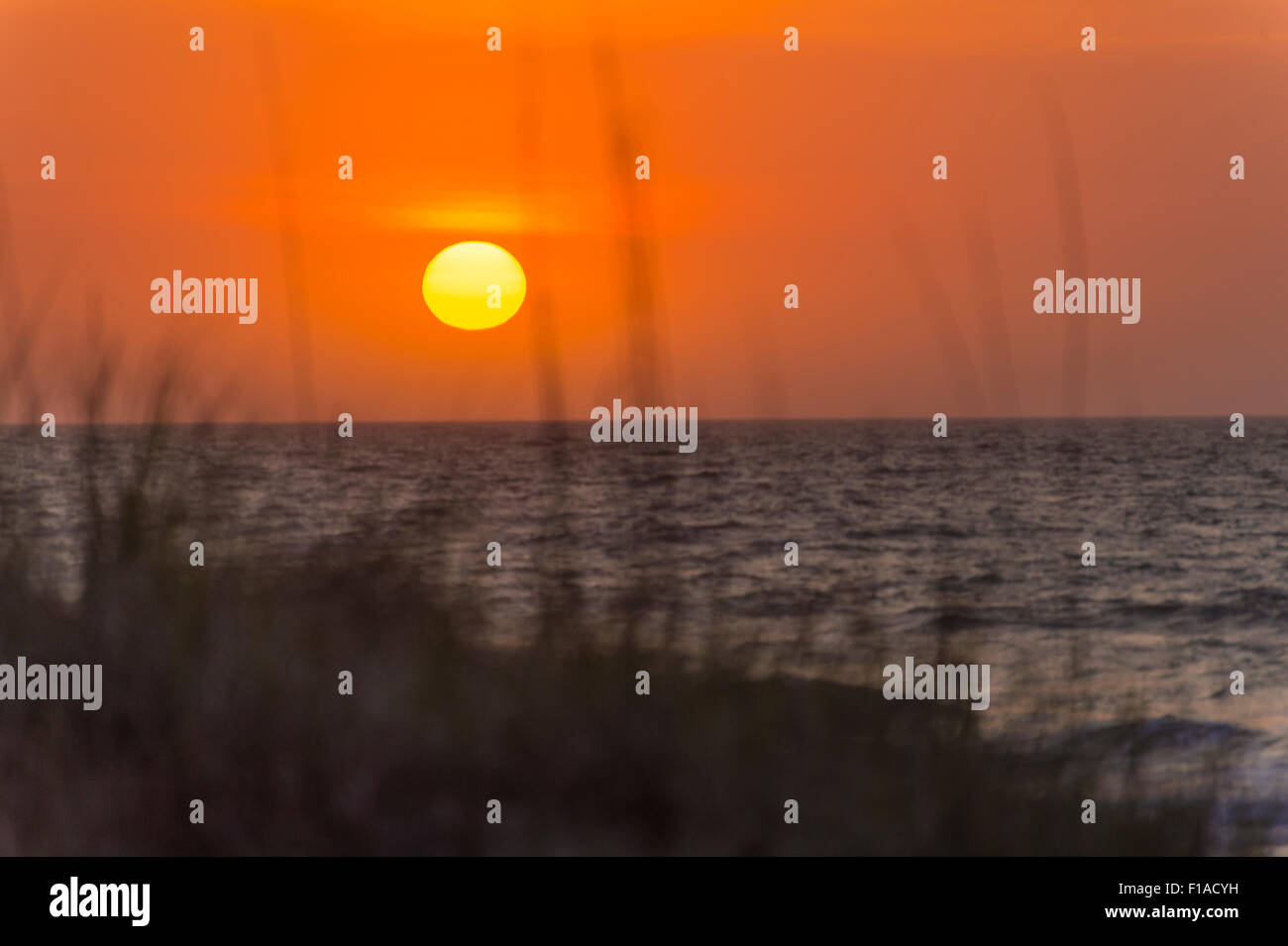 Sand Dune Grass & Reeds, With Sunrise At Beach , Hilton Head Island, South Carolina, USA Stock Photo