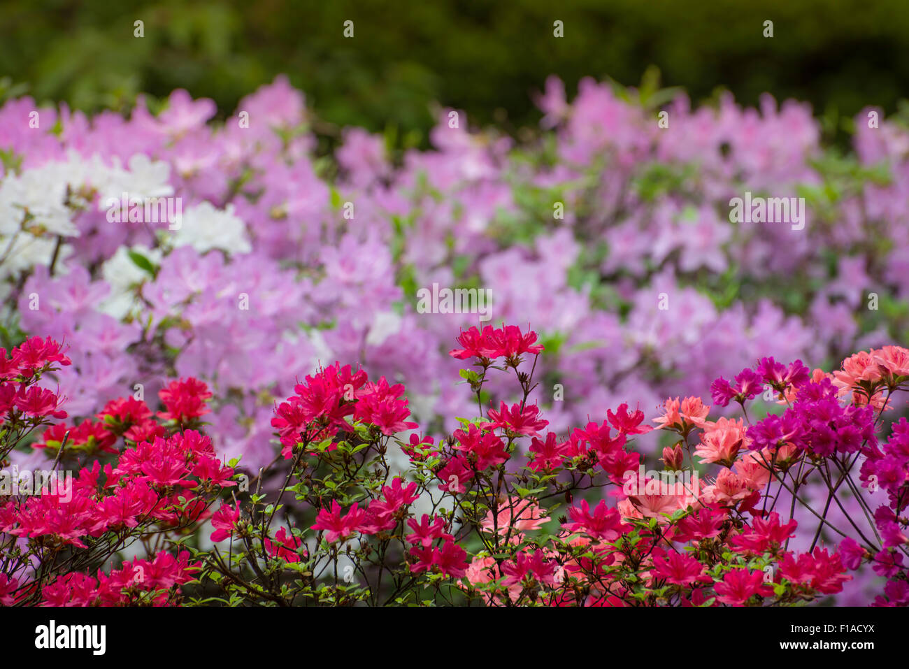 Multiple Colorful Azalea Bushes Stock Photo