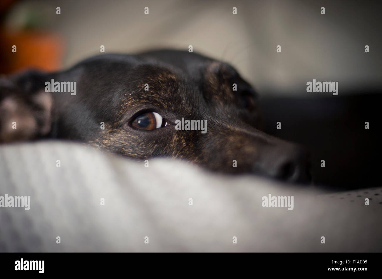 Dog Laying Down With One Eye Open Stock Photo