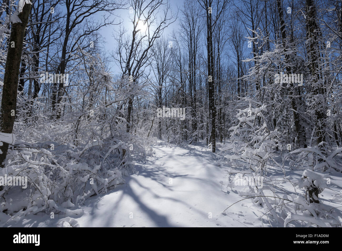Snow Covered Trail In Forest Stock Photo