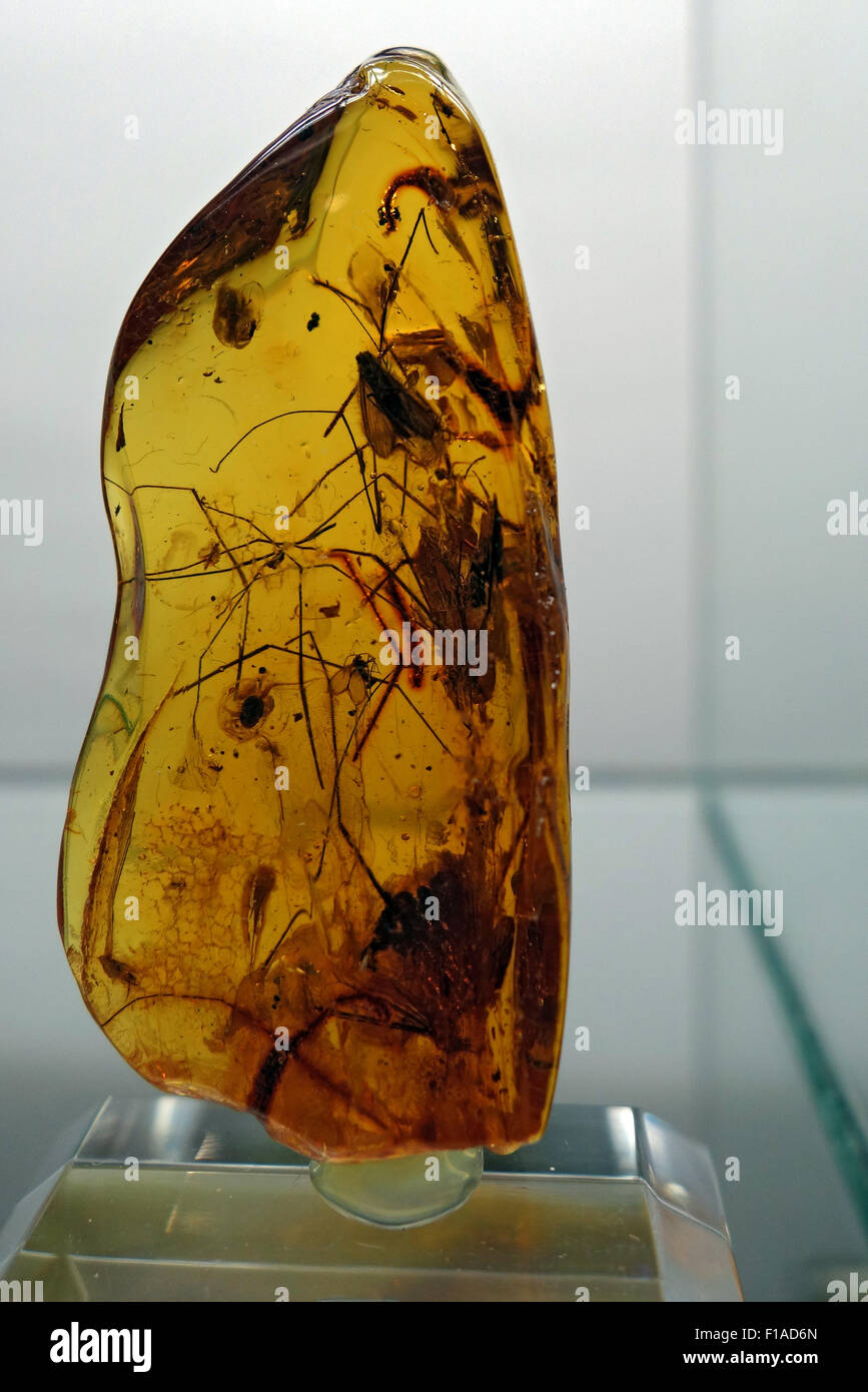 Wustrow, Germany, polished amber with inclusions Stock Photo