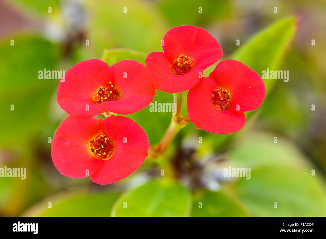 Crown of Thorns, Euphorbia milii splendens, flower. Cultivated (native to Madagascar) Stock Photo