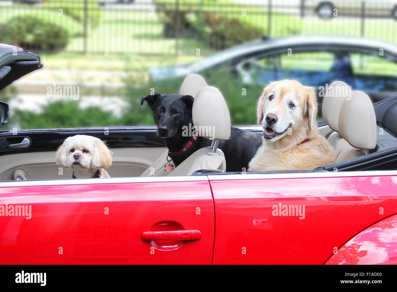 Three Dogs and a Convertible Stock Photo Alamy