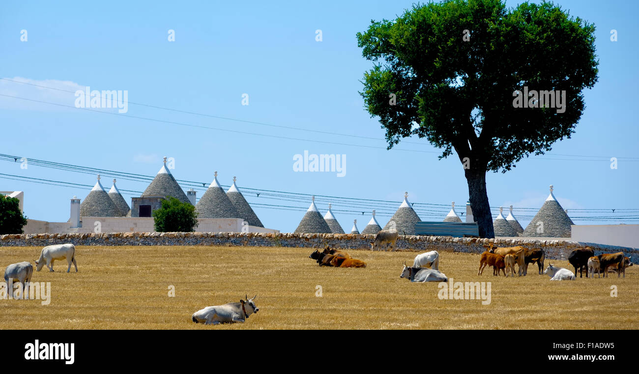 Cows are ruminating in the countryside of Puglia on a hot summer day. In the background trulli Stock Photo