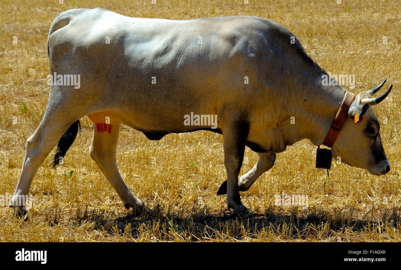 beautiful specimen of podolica cow pasturing in the countryside of Puglia on a hot summer day Stock Photo