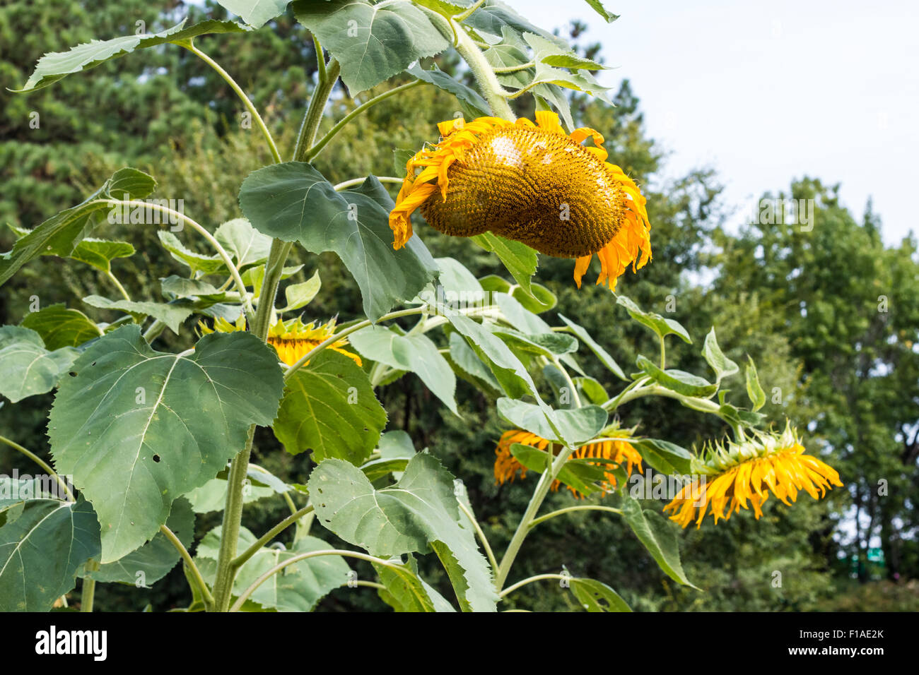 Wilted and Drooping Sunflower Plants Stock Photo Alamy