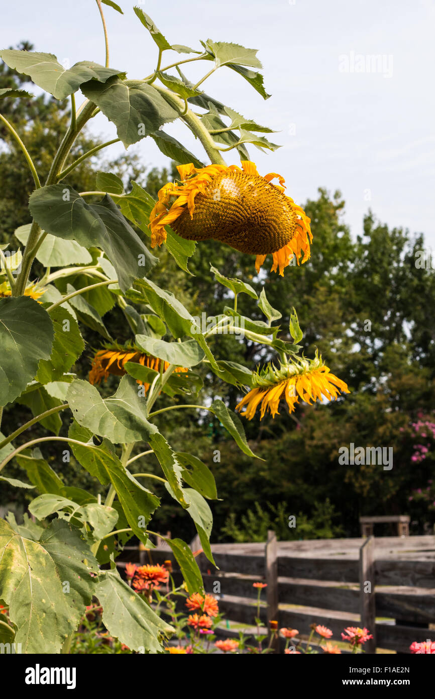 My Sunflowers Are Drooping