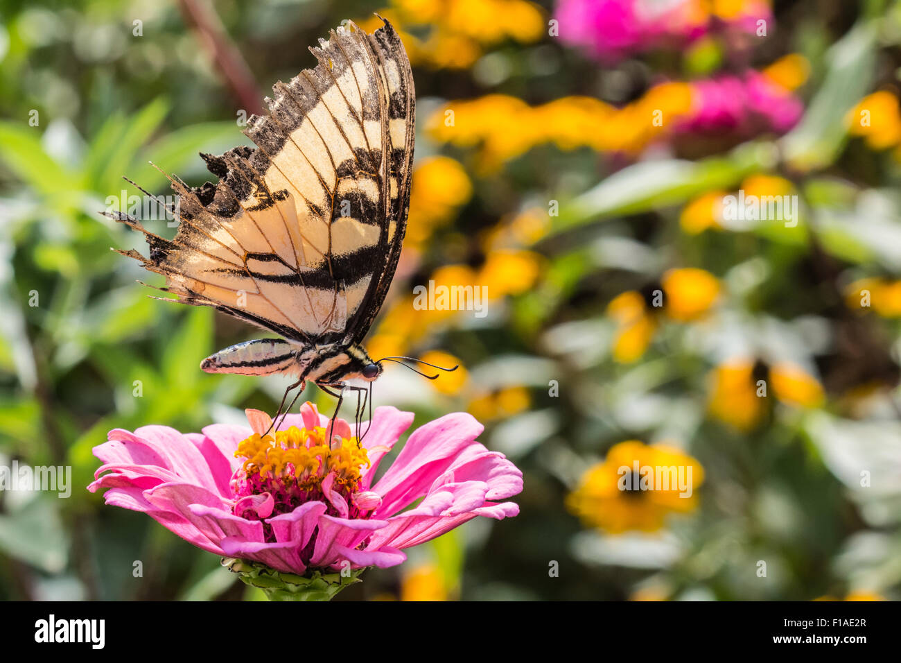 Tiger Swallowtail butterfly on Pink Flower Stock Photo