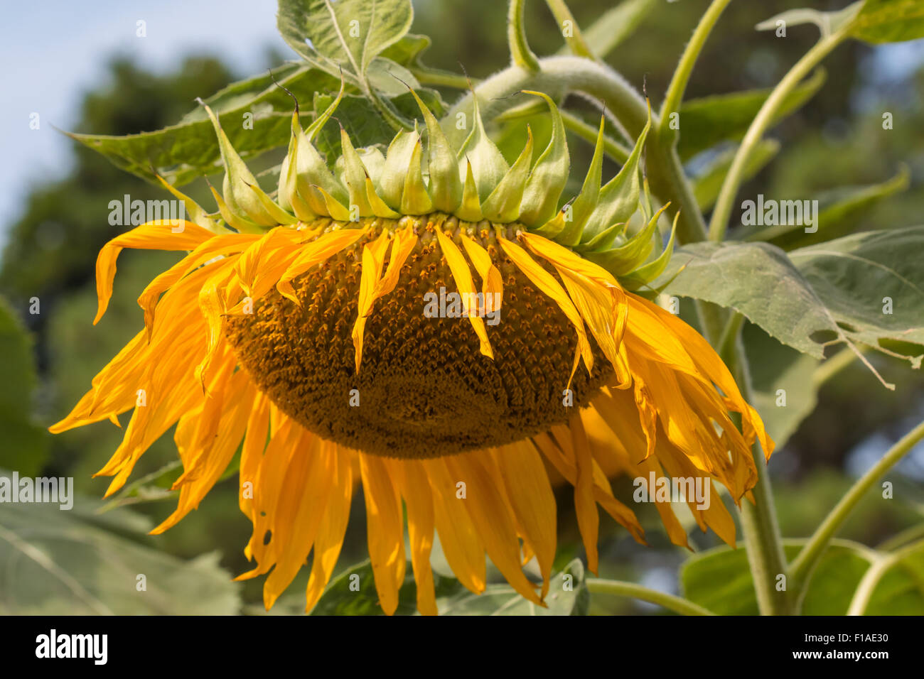 Wilted Sunflower Up Close Stock Photo Alamy