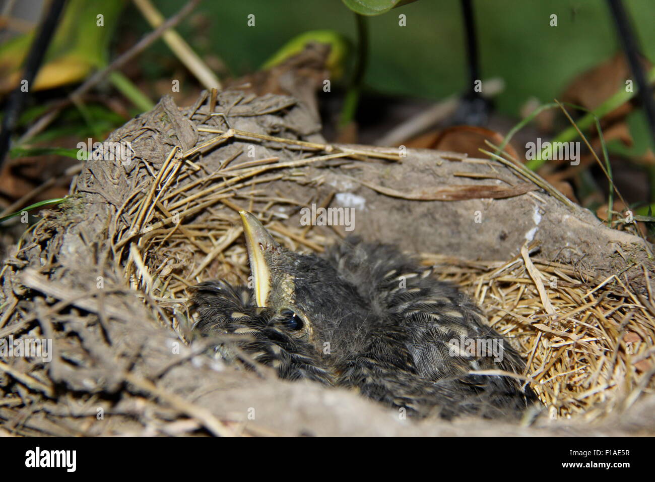 Baby birds in nest. Stock Photo